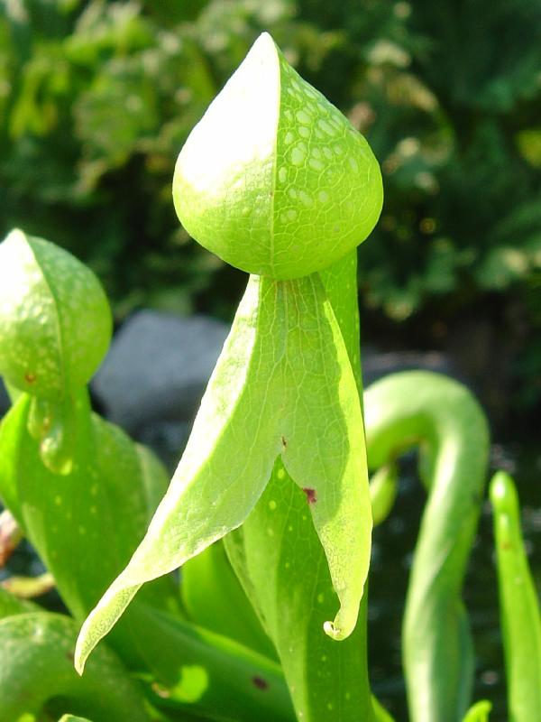 tourbière artificielle, plante carnivore, Darlingtonia californica