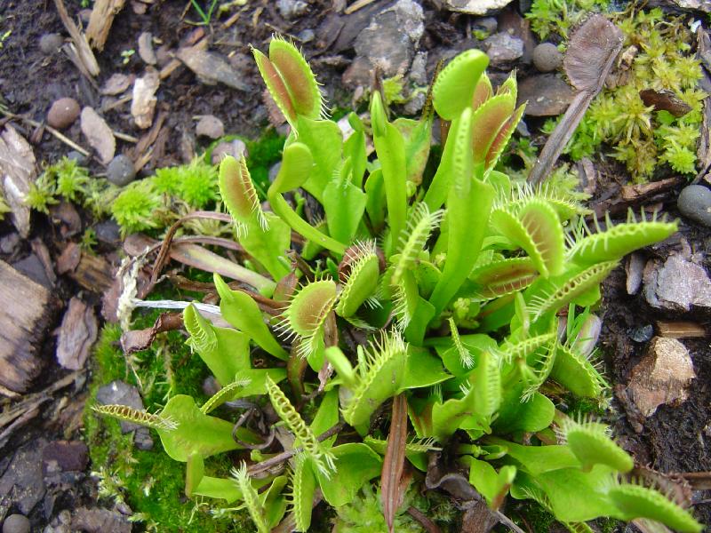tourbière artificielle, plante carnivore, Dioneae muscipula