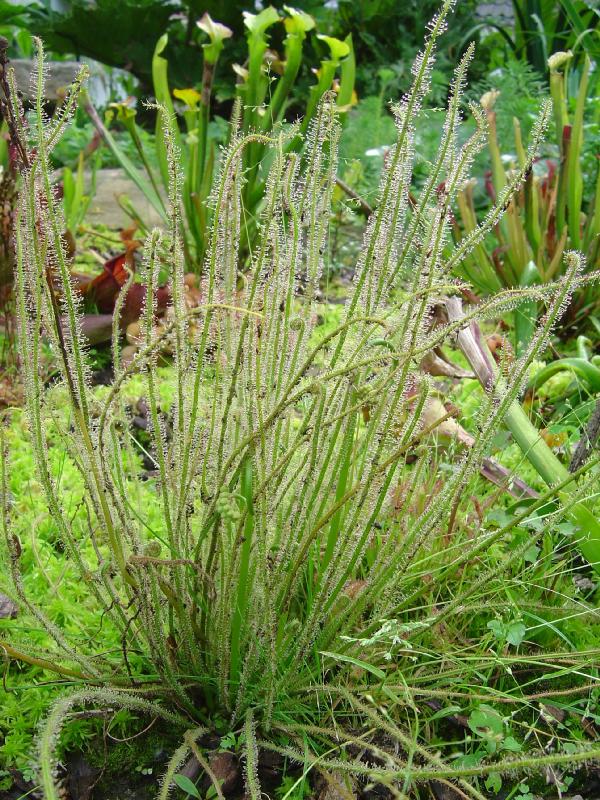 tourbière artificielle, plante carnivore, Drosera filiformis "Tracyi"