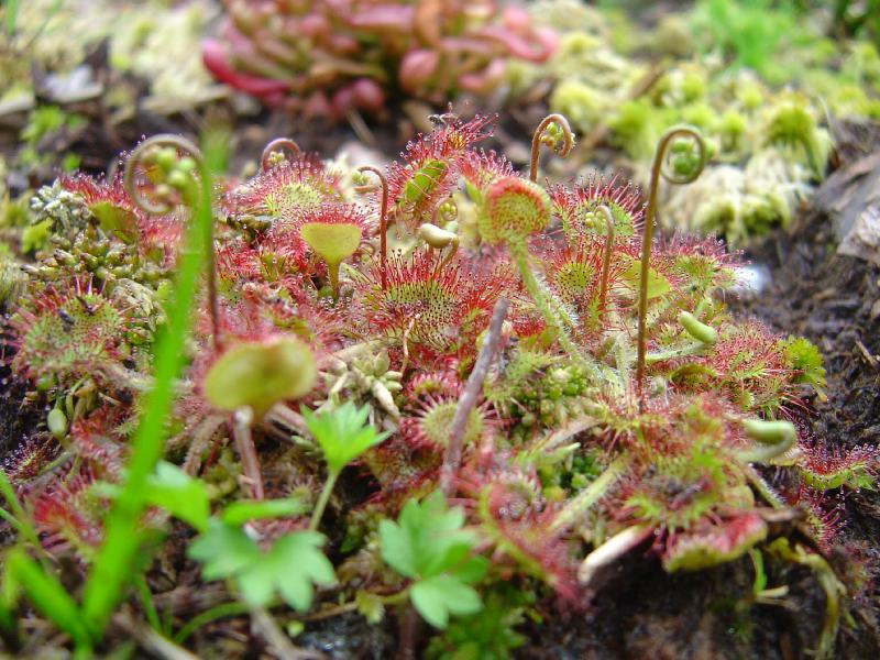 tourbière artificielle, plante carnivore, Drosera rotundifolia