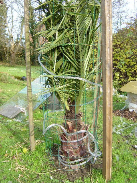 protection hivernale palmier