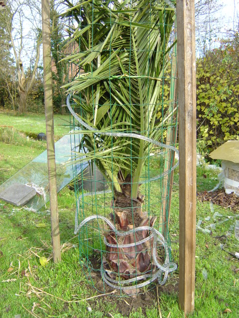 Protection hivernale du Trachycarpus fortunei en zone 7