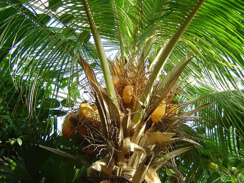 Cocos nucifera Jardin botanique national Meise