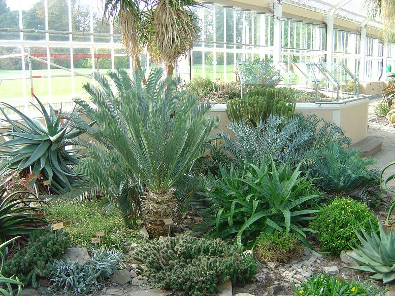 Encephalartos Jardin botanique national Meise