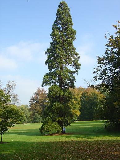 Sequoiadendron giganteum Jardin botanique national Meise