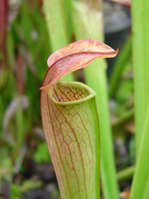 tourbière artificielle, plante carnivore, Sarracenia alata 