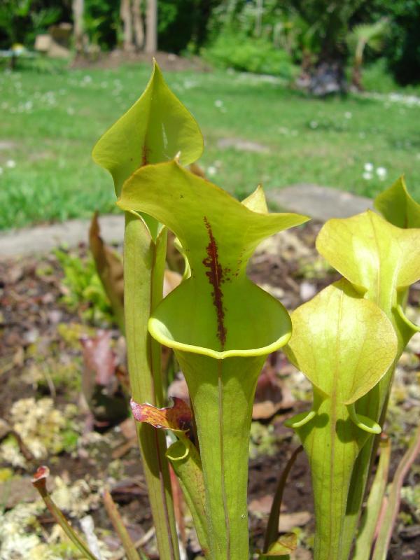 tourbière artificielle, plante carnivore, Sarracenia flava