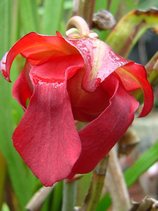 tourbière artificielle, plante carnivore, Floraison, fleur Sarracenia