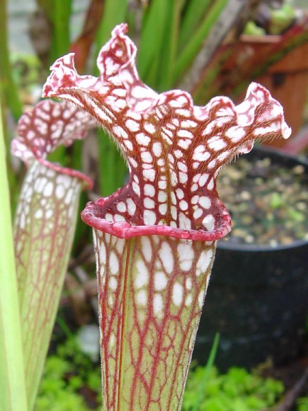 tourbière artificielle, plante carnivore, Sarracenia leucophylla