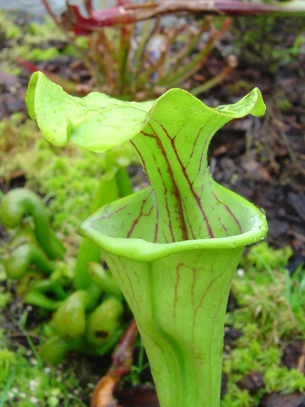 tourbière artificielle, plante carnivore, Sarracenia oerophylla