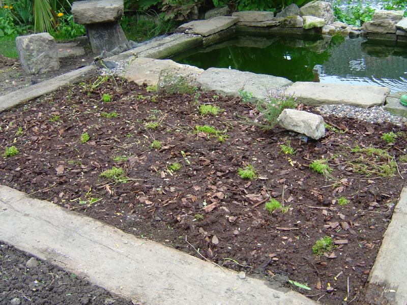 tourbière artificielle, plante carnivore, 