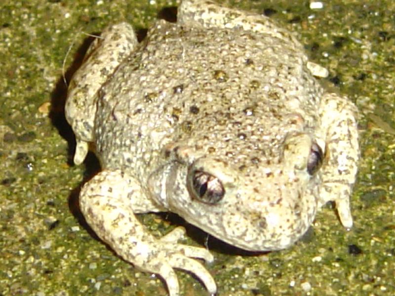  crapaud accoucheur (Alytes obstetricans)
