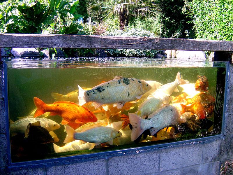 bassin étang jardin carpe koi polysester