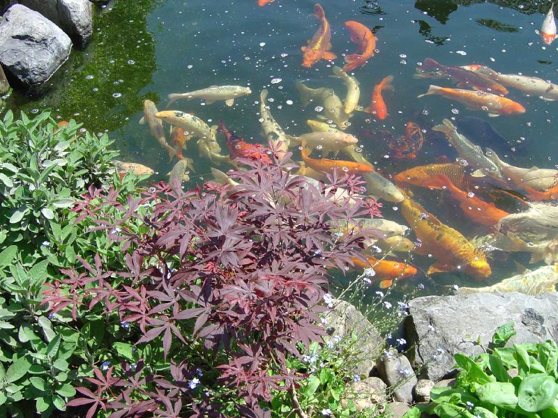 bassin étang jardin carpe koi polysester