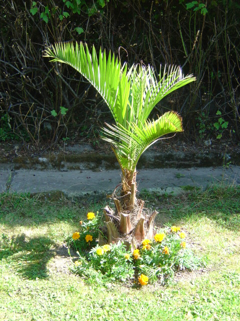 palmier, résistance, gel, exotique, climat froid, Butia sp.gigantea