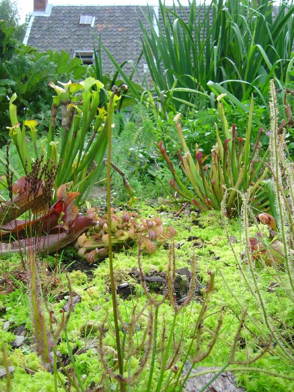 tourbière artificielle, plante carnivore, 