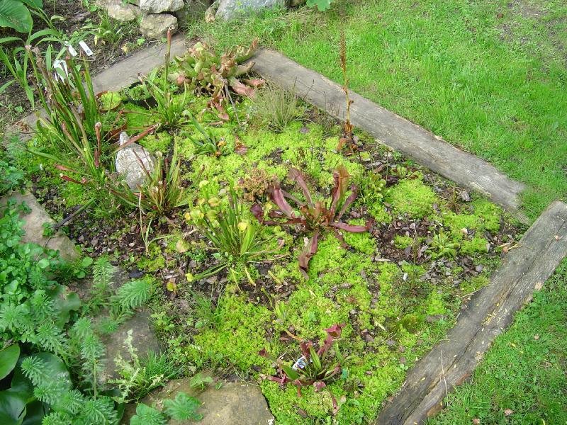 tourbière artificielle, plante carnivore, 