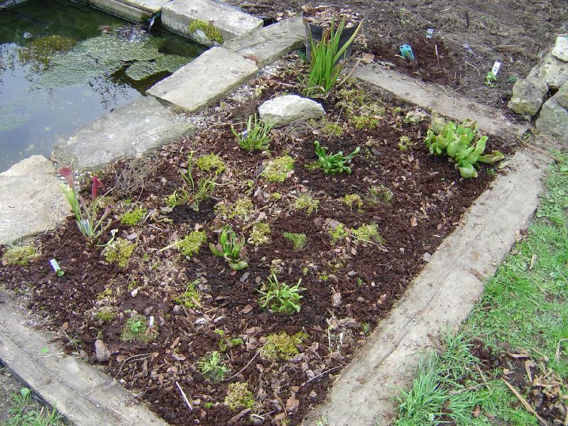 tourbière artificielle, plante carnivore, 